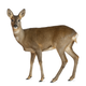 Image for article titled Why Prey Animals Are Some of the Most Badass Creatures on the Planet